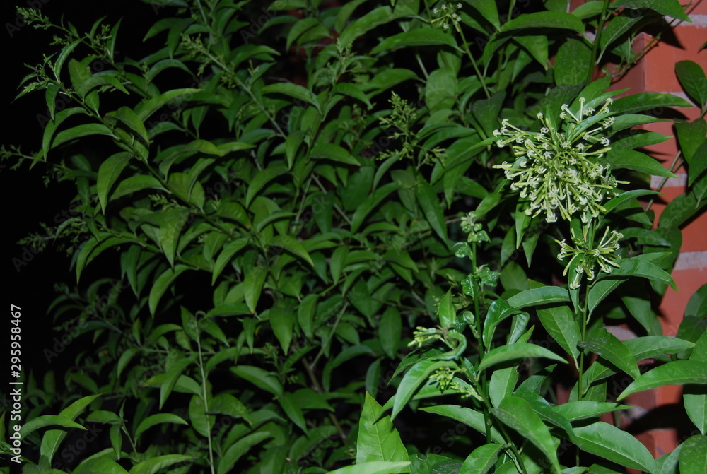 Wild Jasmine Plant at Night Wild Jasmine Plant at Night