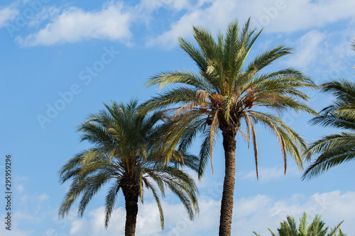 tall palms in the blue sky  nature background
