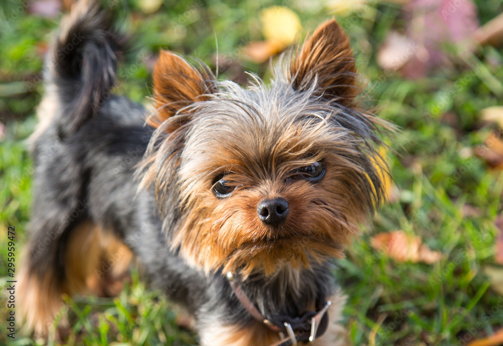Portrait of a Yorkshire Terrier on a background of green grass yellow leaves. Pets, dogs, mammals. Portrait of a Yorkshire Terrier on a background of green grass yellow leaves. Pets, dogs, mammals.