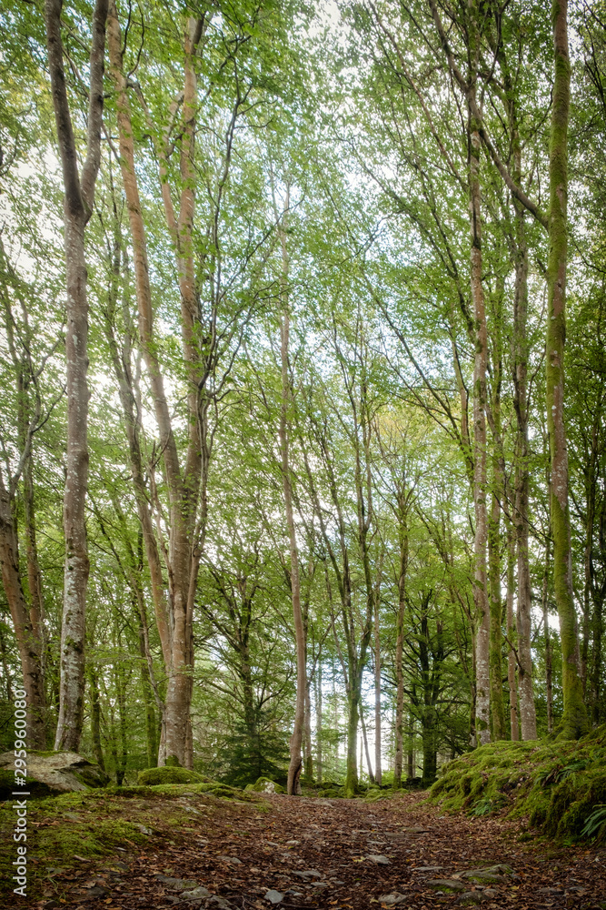 Fototapeta premium Woodland in north wales uk 