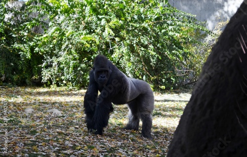 A gorilla in a zoo photo