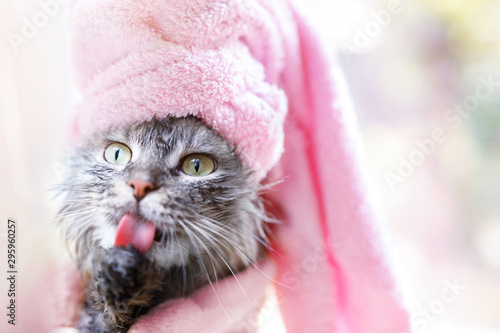 Fototapeta Naklejka Na Ścianę i Meble -  Funny wet gray tabby kitten after bath with pink towel around his head. Just washed lovely fluffy cat with big eyes licking his paws.