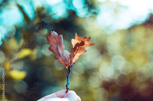 Oak twig with autumn orange leaves in hand. The background with blurred glare of the sun and foliage