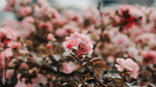 autumn leaves on a background