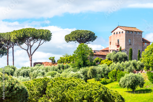 Canvas Print Palatine hill with umbrella pines on sunny summer day