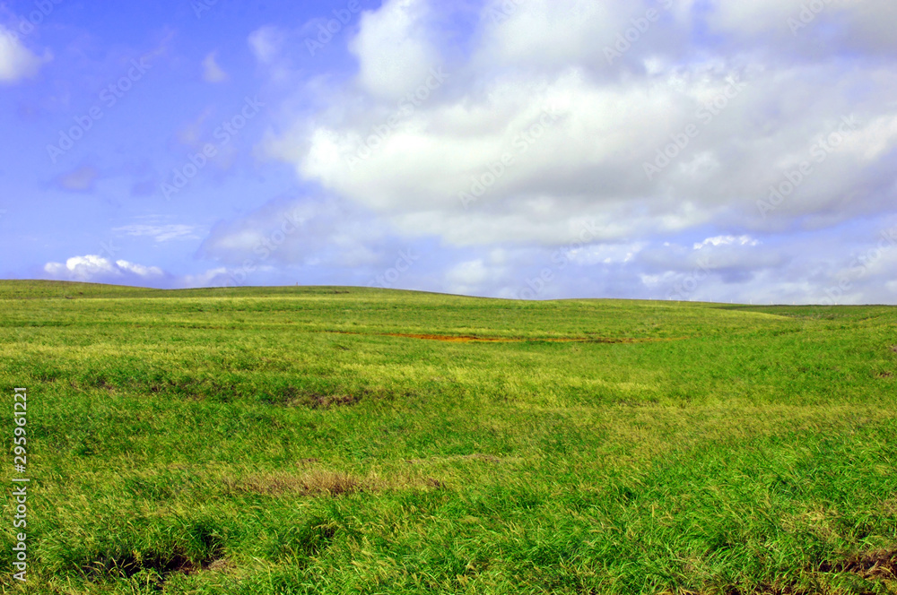 Grass Land for Livestock