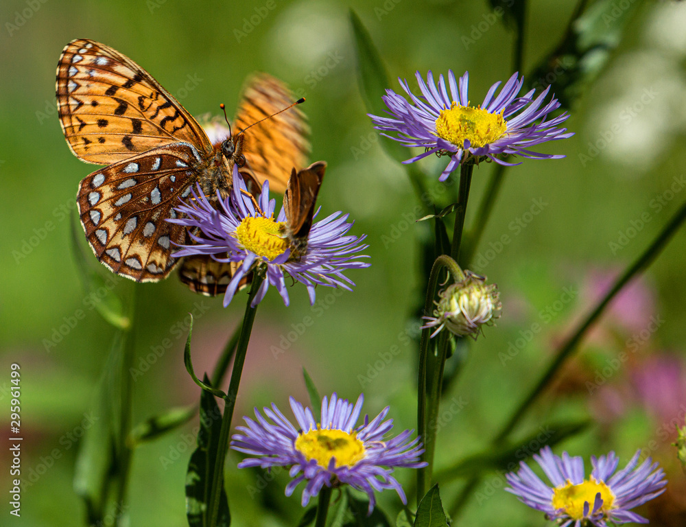 Great Spangled Fritillary Butterfly and Skipper Sipping, and Sharing, Nectar from Purple Flower on Bear Creek Trail, Telluride, Colorado #2