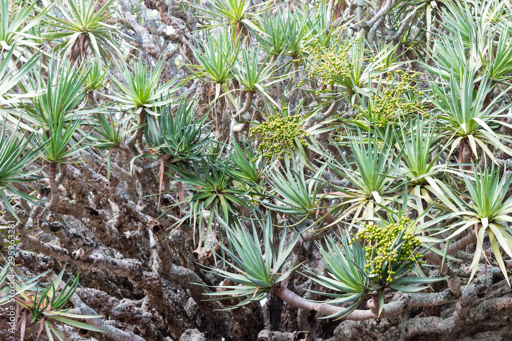 Closeup detail of branches, leaves and berries of a Canary Islands Dragon Tree, Dracaena draco, or drago, growing in the Azores. Stems split into multiple separate branches creating a unique texture. Closeup detail of branches, leaves and berries of a Canary Islands Dragon Tree, Dracaena draco, or drago, growing in the Azores. Stems split into multiple separate branches creating a unique texture.