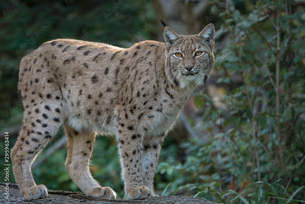 Fototapeta premium Lynx standing in the forest isolated