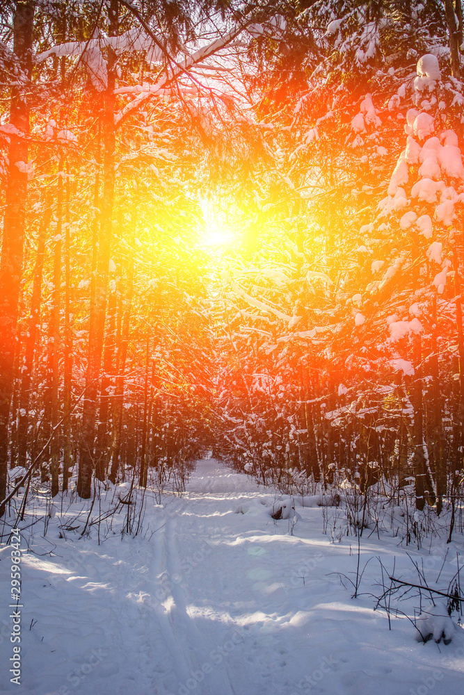 snowy winter forest in sunny weather. winter landscape. Trees in the snow. Snowy forest trails. - obrazy, fototapety, plakaty 