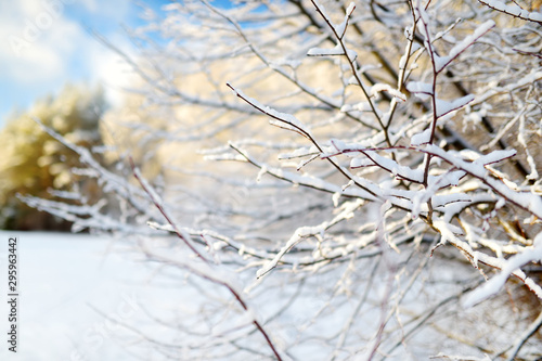 Branches covered with frost on winter day © MNStudio