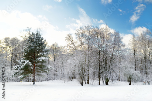 Beautiful view of snow covered forest. Rime ice and hoar frost covering trees. Chilly winter day. Winter landscape near Vilnius, Lithuania.