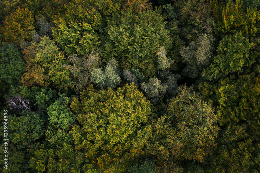 ein Wald im Herbst von oben fotografiert