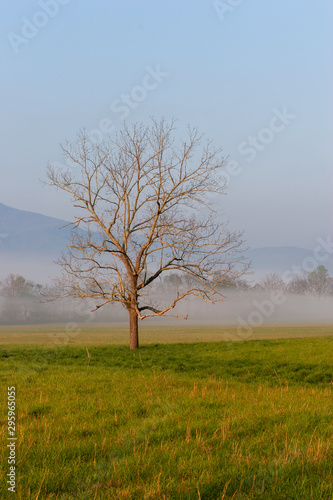 A lone tree in a foggy mountain meadow