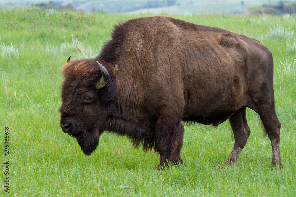 Bison in a grass field Bison in a grass field