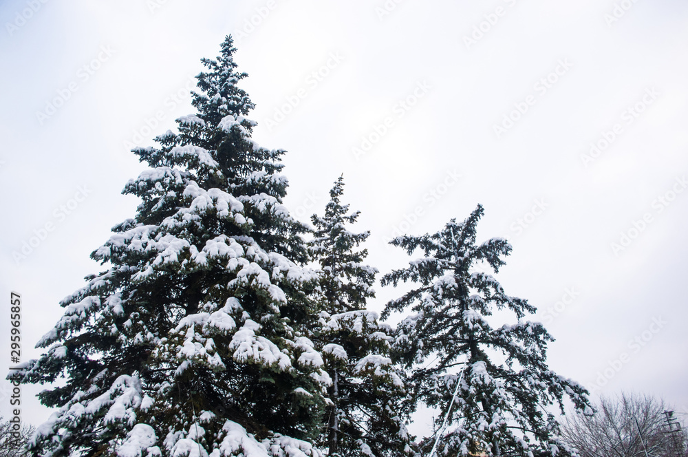 Green fluffy fir tree in the snow