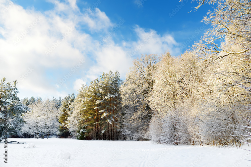 Beautiful view of snow covered forest. Rime ice and hoar frost covering trees. Chilly winter day. Winter landscape near Vilnius, Lithuania. Beautiful view of snow covered forest. Rime ice and hoar frost covering trees. Chilly winter day. Winter landscape near Vilnius, Lithuania.