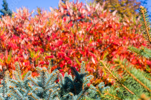 Autumn red and yellow colors of the Rhus typhina  Staghorn sumac  Anacardiaceae  leaves of sumac on blue sky.