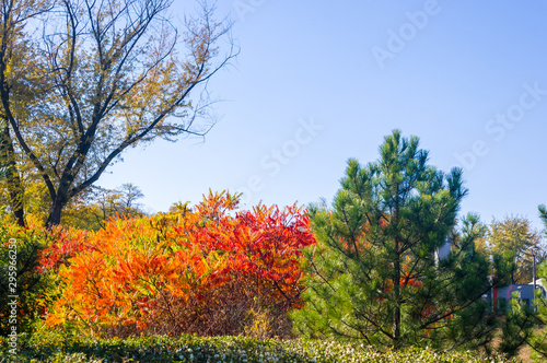 Autumn urban landscape on a Sunny day - yellow autumn trees in the Park, colorful red and orange leaves, and bright sky with clouds