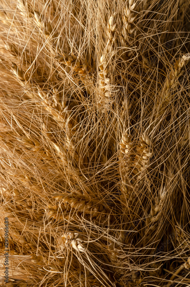 Ripening ears of golden wheat. Farm and agriculture Ripening ears of golden wheat. Farm and agriculture