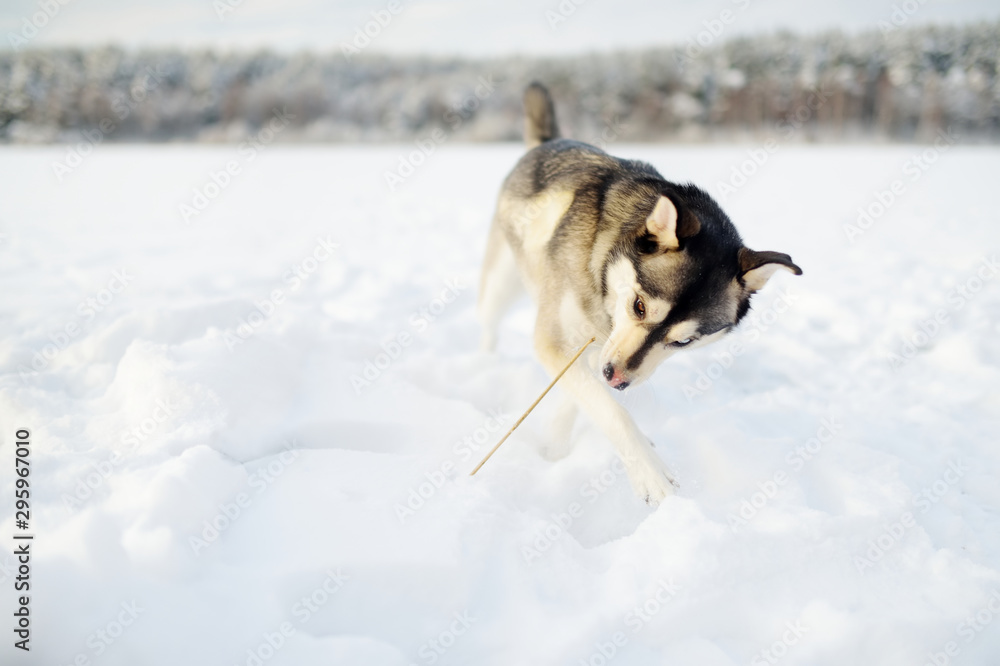 Naklejka premium A beautiful dog playing outside in white snow.