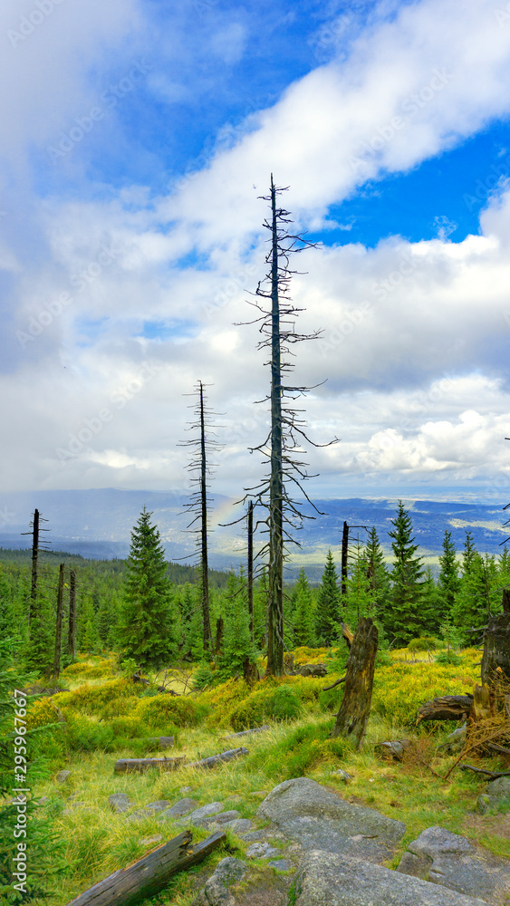 trees and blue sky, view of the mountain valley, Karkonosze trees and blue sky, view of the mountain valley, Karkonosze