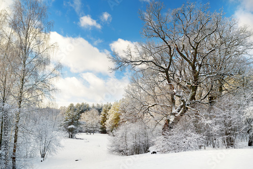 Beautiful view of snow covered forest. Rime ice and hoar frost covering trees. Chilly winter day. Winter landscape near Vilnius, Lithuania.