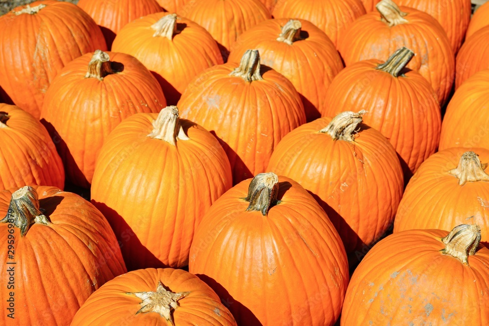 Display of round orange pumpkins at the farmers market in the fall Display of round orange pumpkins at the farmers market in the fall