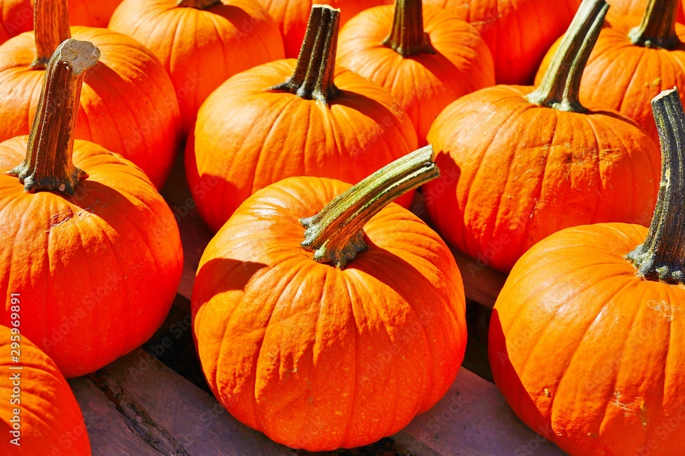 Display of round orange pumpkins at the farmers market in the fall Display of round orange pumpkins at the farmers market in the fall
