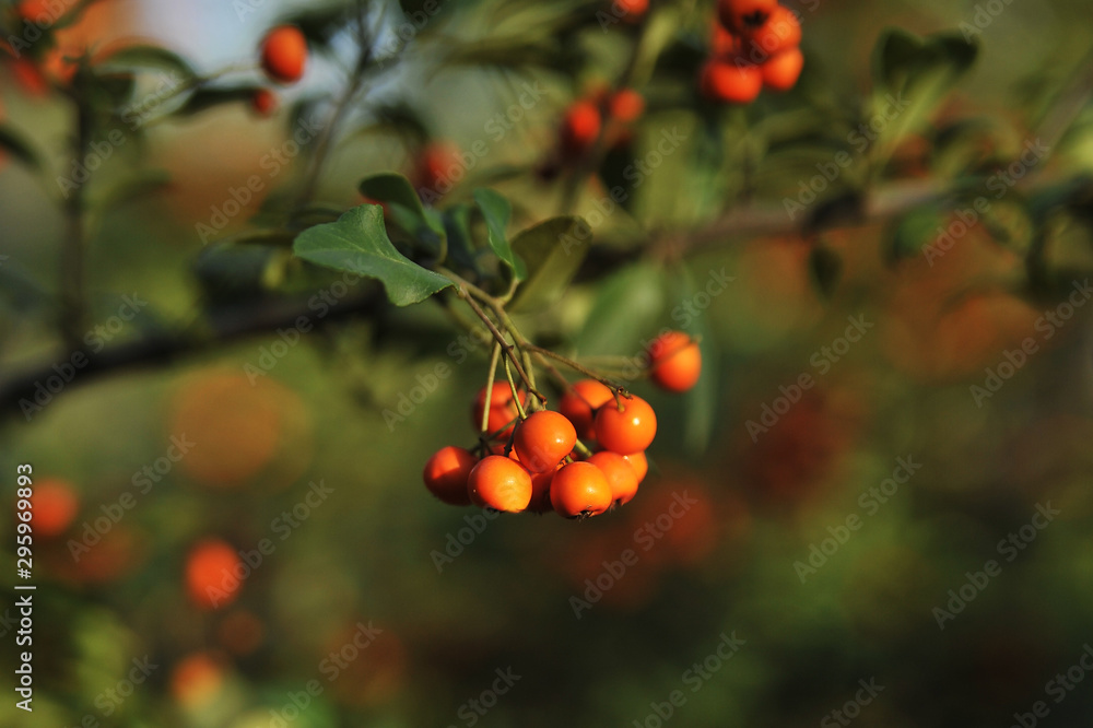 Ripe rowanberry on autumn background.