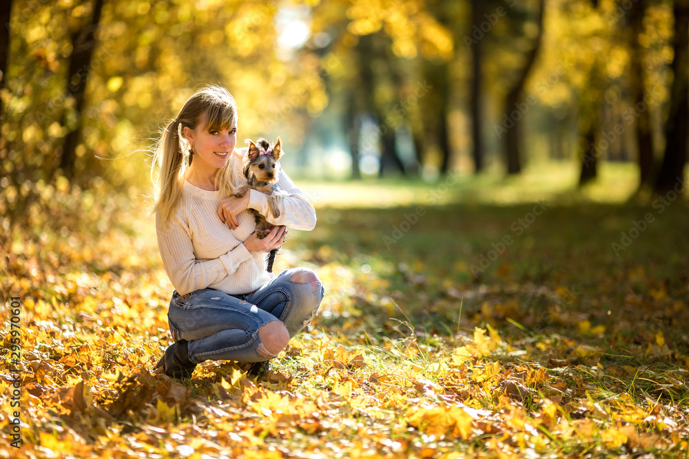 Fototapeta premium girl sits on the ground in the autumn forest and plays with Yorkshire Terrier small dog