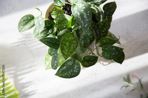 Green houseplant 