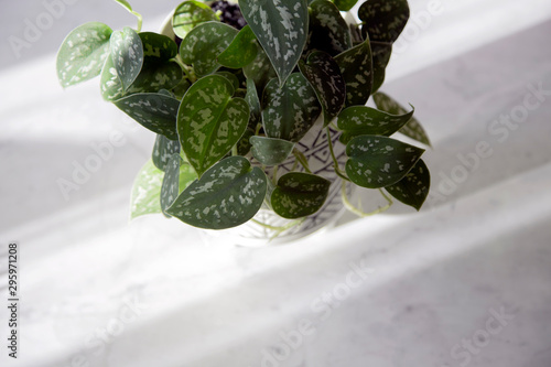 Green houseplant 
