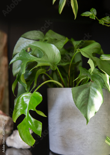Green houseplant 