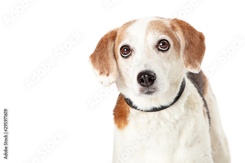 Closeup of Beagle mixed breeed dog