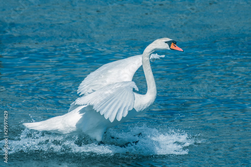 Swan flying white lake bay lacuna Clonakilty Ireland Atlantic blue water 