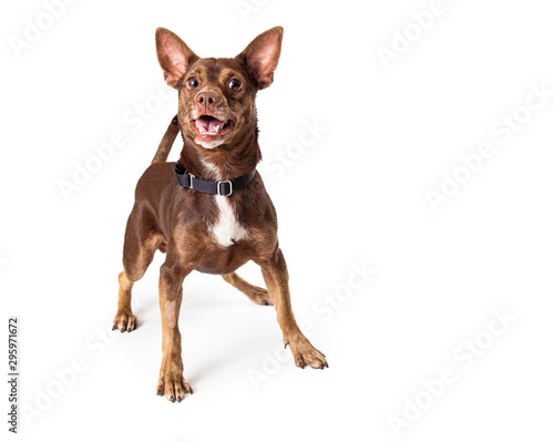 Cute Happy Small Brown Dog on White