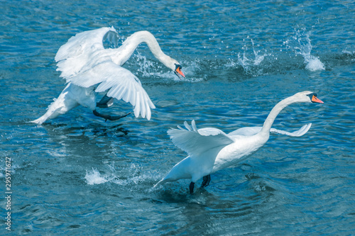 Swan flying white lake bay lacuna Clonakilty Ireland Atlantic blue water 