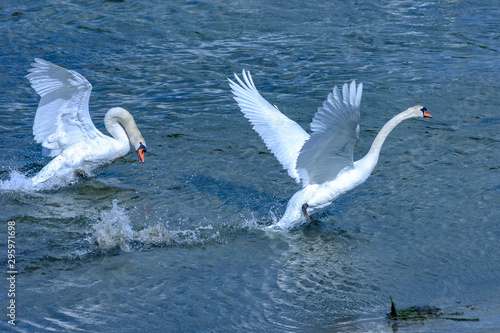 Swan flying white lake bay lacuna Clonakilty Ireland Atlantic blue water 