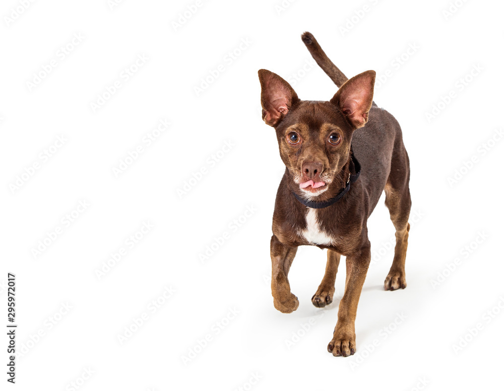 Small Brown Happy Excited Dog Walking Forward Small Brown Happy Excited Dog Walking Forward