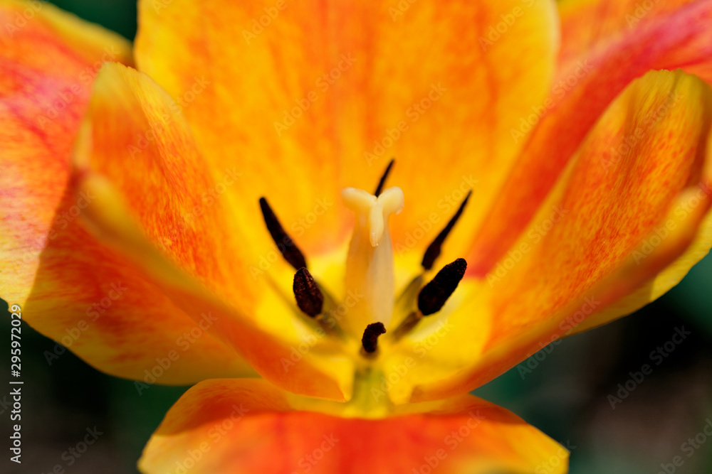 Tulip orange flower with pistil and stamen