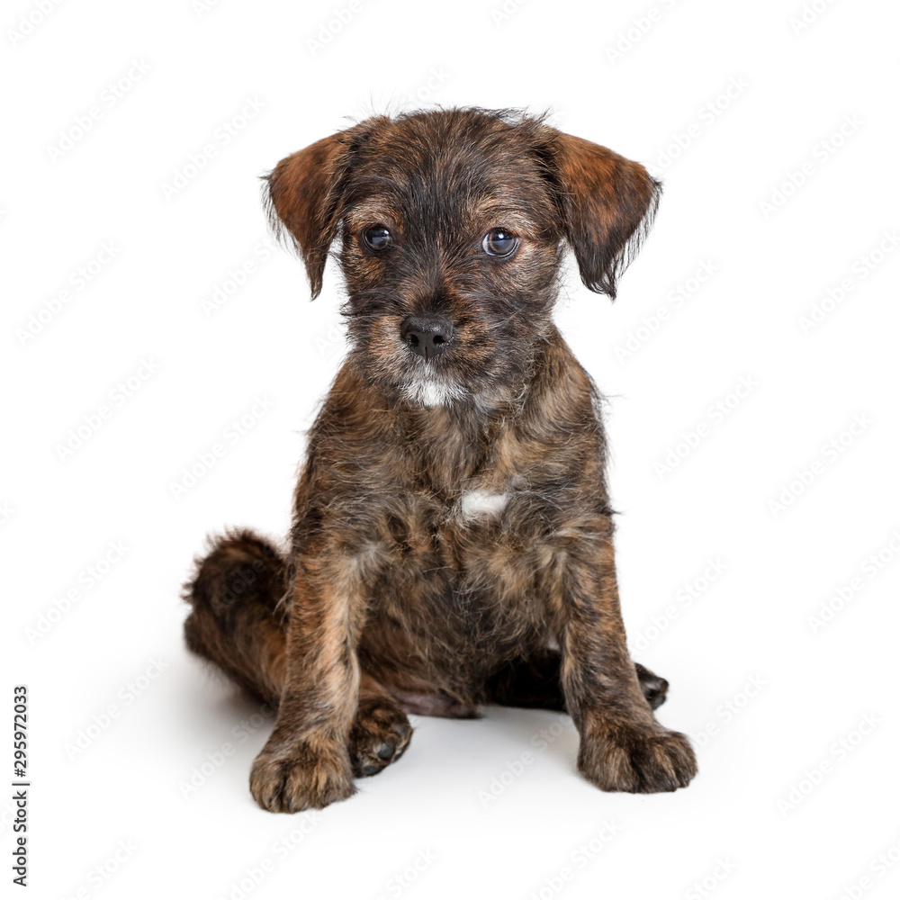 Small Mixed Breed Brindle Puppy Dog