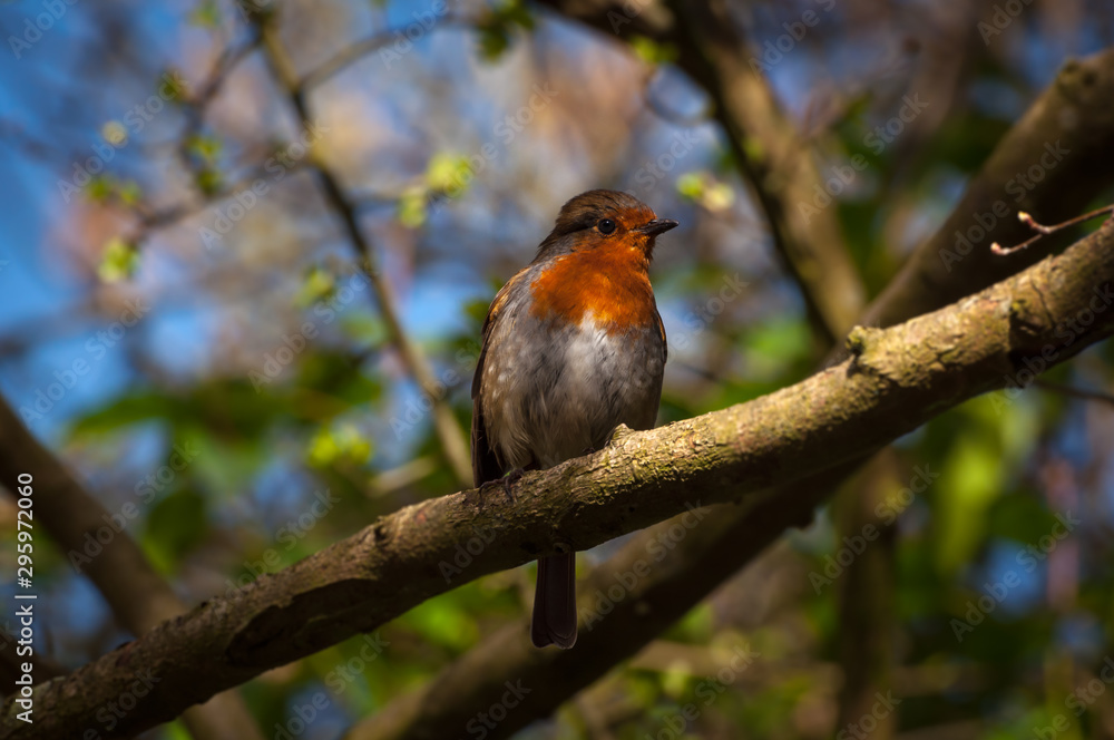 Robin branch park outdoor Cork Ireland wings nature natural life Robin branch park outdoor Cork Ireland wings nature natural life