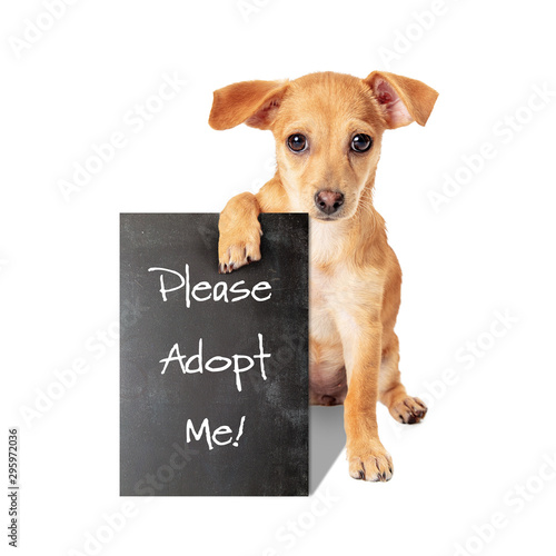 Small Crossbreed Dog Holding Adopt Me Sign