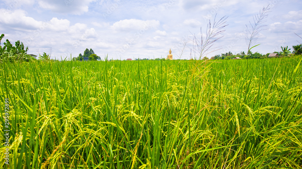 Green field of paddy rice plantation sunny day colorful sky Green field of paddy rice plantation sunny day colorful sky