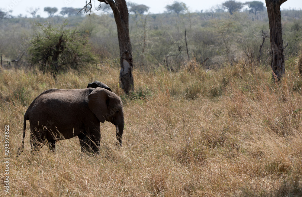 Elephants (Loxodonta africana) in Tanzania Africa	