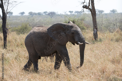 Elephants  Loxodonta africana  in Tanzania Africa 