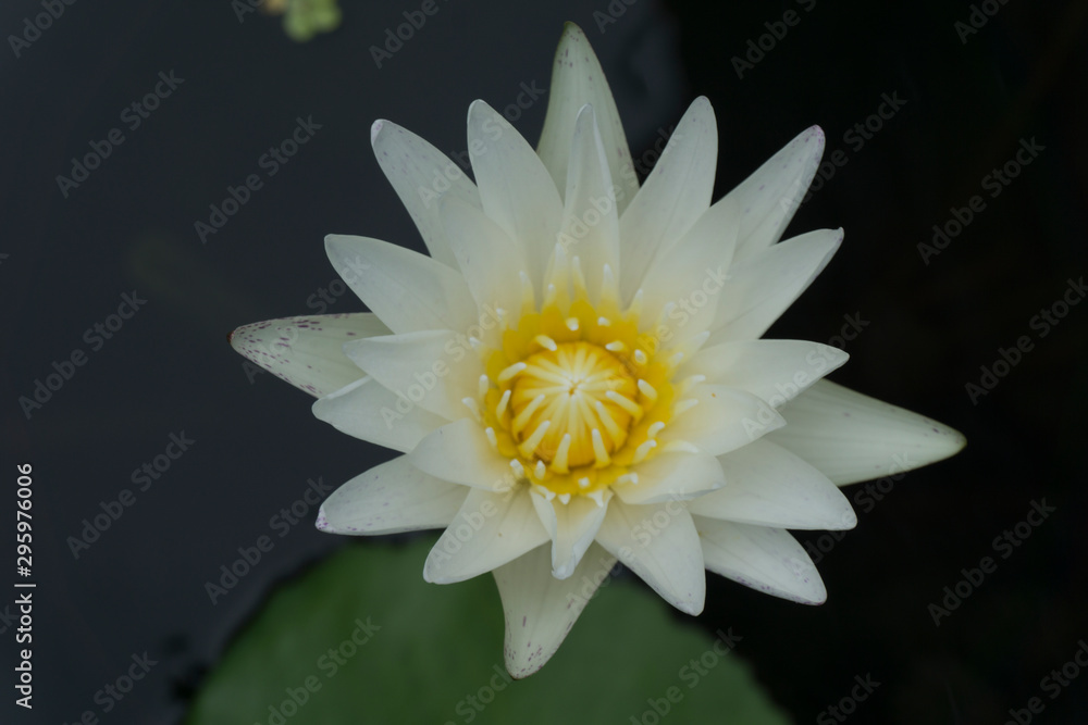 Blooming Lotus flowers with bees collecting pollen from its nectar. Blooming Lotus flowers with bees collecting pollen from its nectar.
