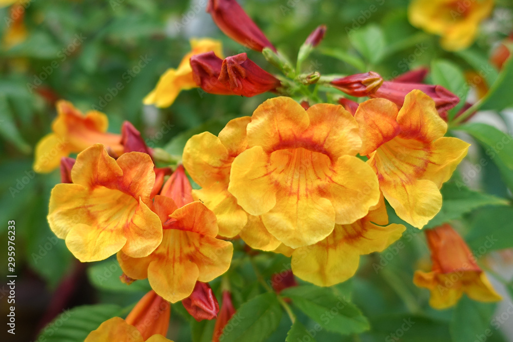 Tecoma 'Orange Jubilee', Orange Jubilee Esperanza, Orangebells, Orange Trumpet Bush Tecoma 'Orange Jubilee', Orange Jubilee Esperanza, Orangebells, Orange Trumpet Bush