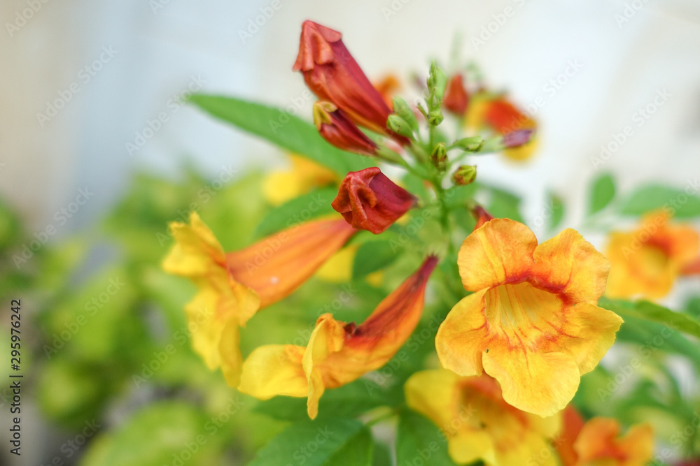 Tecoma 'Orange Jubilee', Orange Jubilee Esperanza, Orangebells, Orange Trumpet Bush